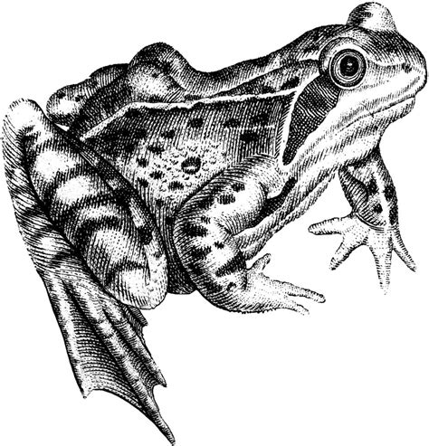 11 Frog Images And Clip Art The Graphics Fairy