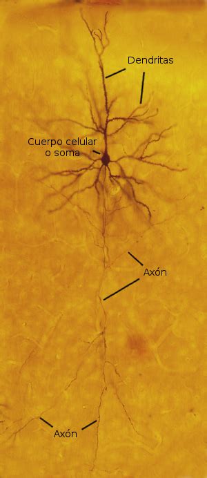 Tipos Celulares Neurona Atlas De Histología Vegetal Y Animal