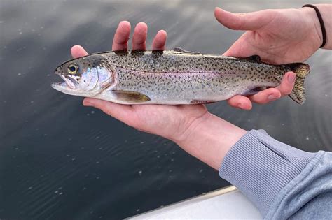 What Does Rainbow Trout Taste Like It Depends The Wild Provides