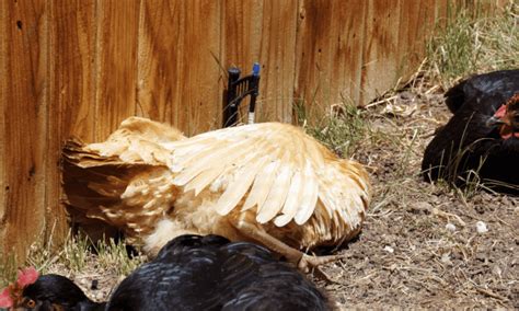 Chicken Behaviour Backyard Farm Life
