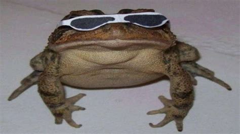 Create Meme Toad Memes With Toads Frog Toad Pictures Meme