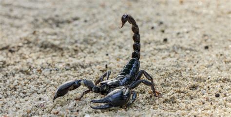 Escorpión Qué Es Tipos Reproducción Y Características