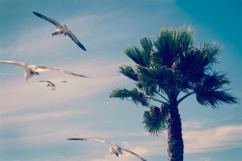 Seagulls Flying By A Palm Tree At Shell Beach Seagulls Flying By A
