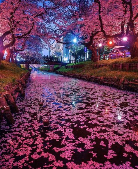 Earth On Twitter Cherry Blossom Japan Japan Photography Beautiful