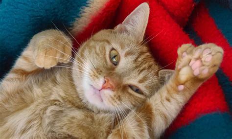 Polydactyl Cats Fascinating Facts About Cats With Extra Toes Bechewy