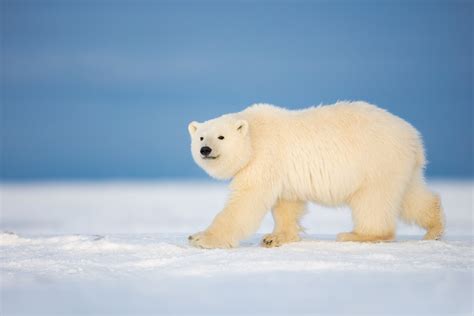Animal Polar Bear Hd Wallpaper