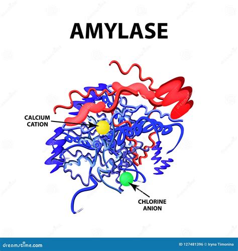 Lamylase Est Une Formule Chimique Moléculaire Enzyme Du Pancréas