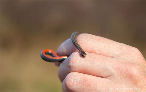 Red Bellied Snake Found At Necedah Wildlife Refuge Wildlife Refuge