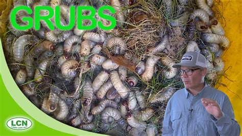 How To Get Rid Of Garden Worms Lawn How To Get Rid Of Grubs Lawn