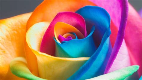 Rainbow Roses Wallpapers Wallpaper Cave