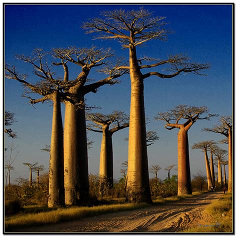 Baobab Bonsai | hubpages