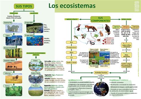 Esquema Ecosistemas Images