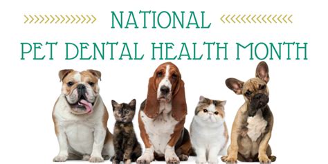 Find cheap dental insurance using the money saving expert guide to cut the cost of dental payment plans. Celebrate Pet Dental Health Month This February