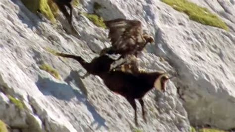 Golden Eagle Attacks Goat On Cliff