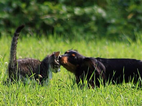 Just as with indoor begonias, outdoor begonias like to be somewhere where they'll get light, but nothing too strong. Detailed Answers On How Big Does a Miniature Dachshund Get