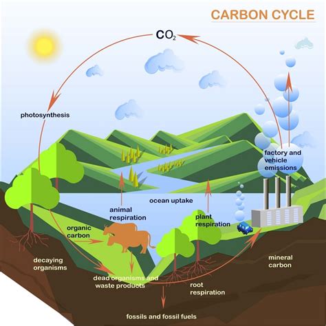 O Ciclo Do Carbono Pode Ser Resumido No Esquema