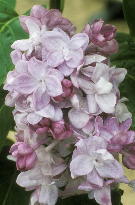 15 Beautiful Lilac Varieties