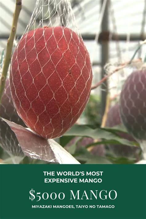 The Most Expensive Mango In The World 5000 For Two At Auctions