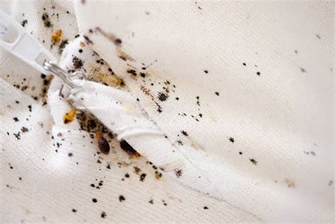 Home Bed Bug Extermination