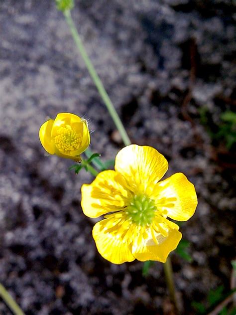 Wild Buttercup Flower In My Garden Sílvia Padrão Flickr