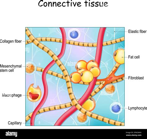 Connective Tissue Hi Res Stock Photography And Images Alamy
