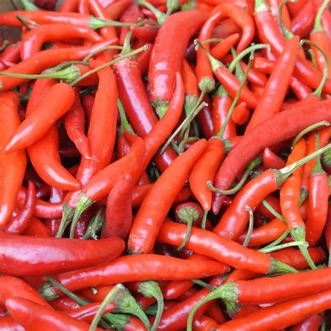 Hot Pepper Adaptive Early Thai Organic Adaptive Seeds
