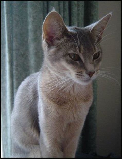 Blue Abyssinian