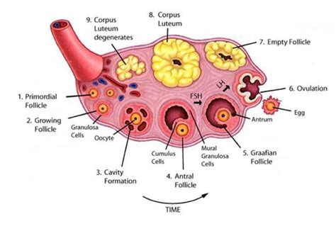 Histology Physiology Of The Female Reproductive Tract Flashcards