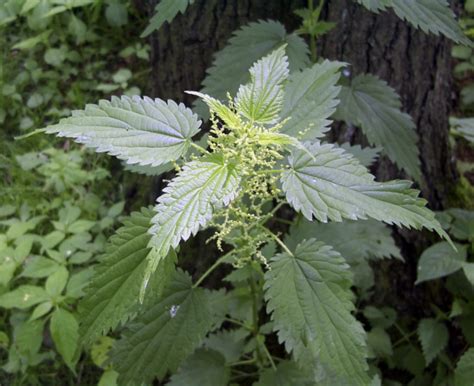 L Ortie Plante Médicinale Ses Propriétés Et Faveurs