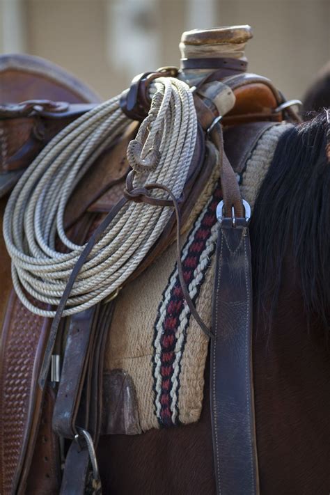 Saddle Rope Horses Cowboy Up Cowgirl And Horse