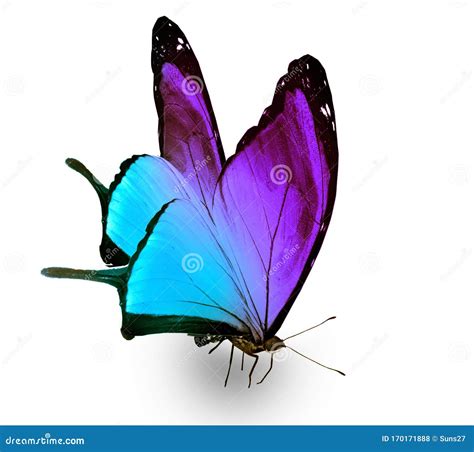 Color Butterfly Isolated On White Stock Photo Image Of Closeup
