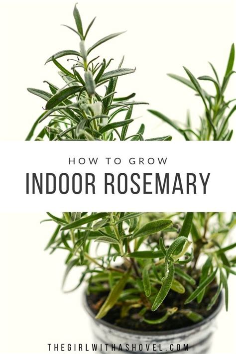 How To Grow Rosemary Indoors In 2020 Rosemary Plant Growing Herbs Indoors Growing Rosemary