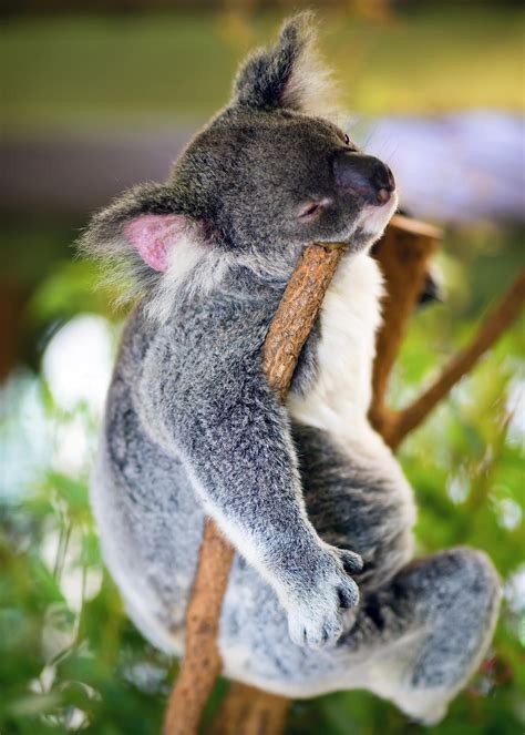 Sleepy Koala By Ian Lumsden 500px Cuddly Animals Koala Cute Animals