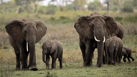 Elefantes Guía De Especies Información Básica Fotos Y Dibujos
