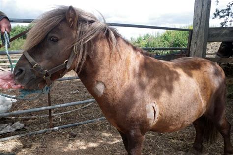 Rspca Appeal Over Shetland Pony Knife Attack Near Wrexham North