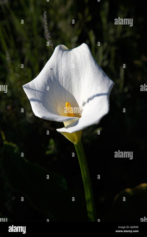 Arum Lily Zantedeschia Aethiopica Stock Photo Alamy