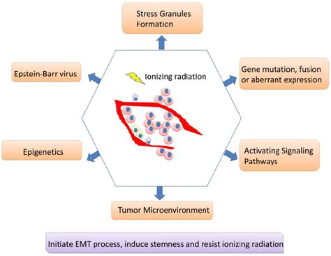 Mechanisms Involving In Radioresistance Of Nasopharyngeal Carcinoma A
