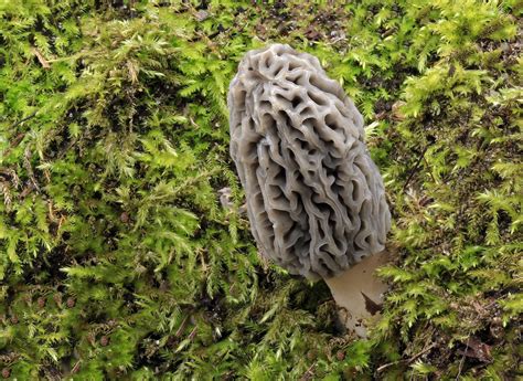 Morel And Moss An Unposted Image From Last March 6 Image Flickr