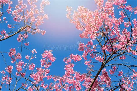 Beautiful Cherry Blossom Or Sakura With Nice Blue Sky Stock Image