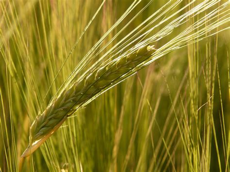 Barley Field Barley Cereals Grain Cereal Cornfield 4k Hd Wallpaper