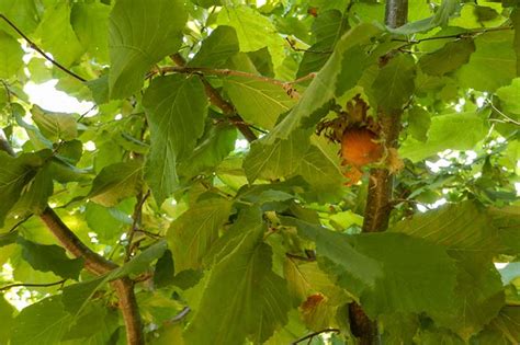 My recommendation is just to plant trees resistant to the blight. How to Identify, Treat, and Control Eastern Filbert Blight ...