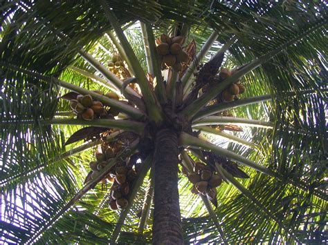 The sea of trees isn't just a bad film; EDAKKALATHUR VILLAGE: coconut tree
