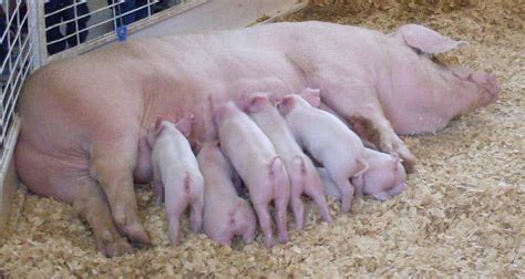 Artificial Insemination In Pigs A Step By Step Guide Farminence