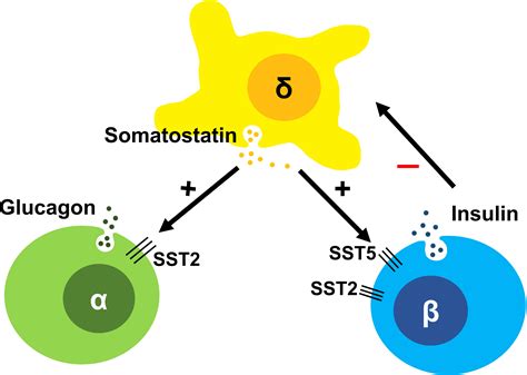 frontiers somatostatin receptors in congenital hyperinsulinism biology to bedside