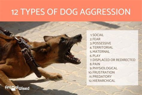 12 Types Of Dog Aggression Understanding Aggressive Dogs