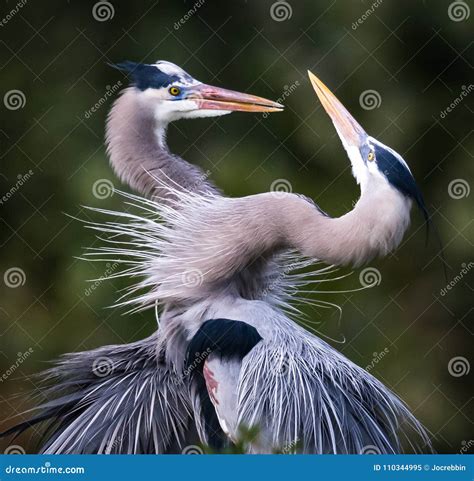 Pair Of Great Blue Herons In Mating Behavior Stock Image Image Of