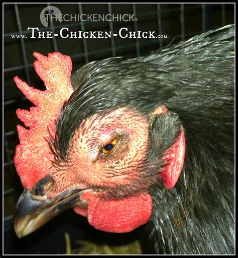 It is called influenza when it infects humans. Backyard Chickens & Avian Influenza: What to Do About Bird ...