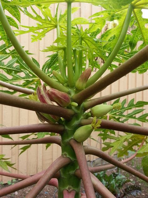 Growing Papaya Tree In Socal