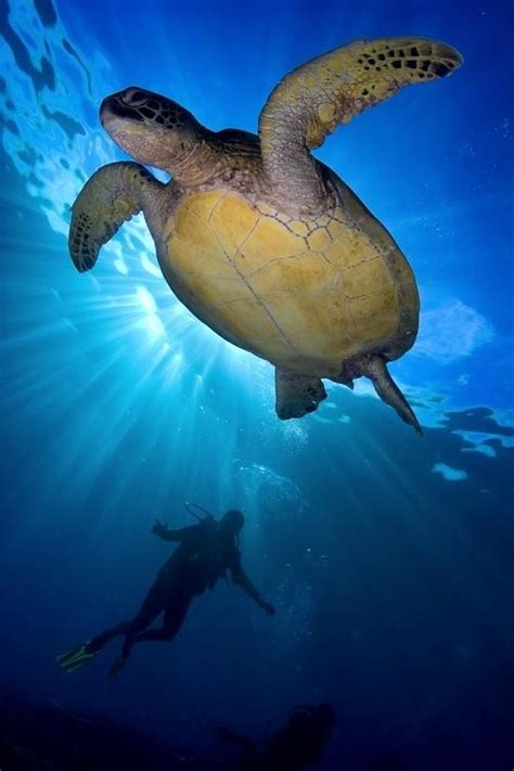 Scuba Divingi Love Sea Turtles Avec Images