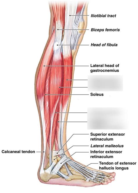 Lower Leg Muscles Side View Diagram Quizlet